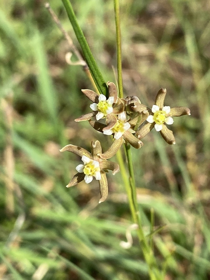 Aspidoglossum delagoense photo 2