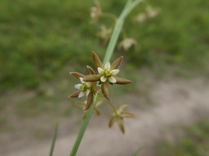 Aspidoglossum delagoense photo 3