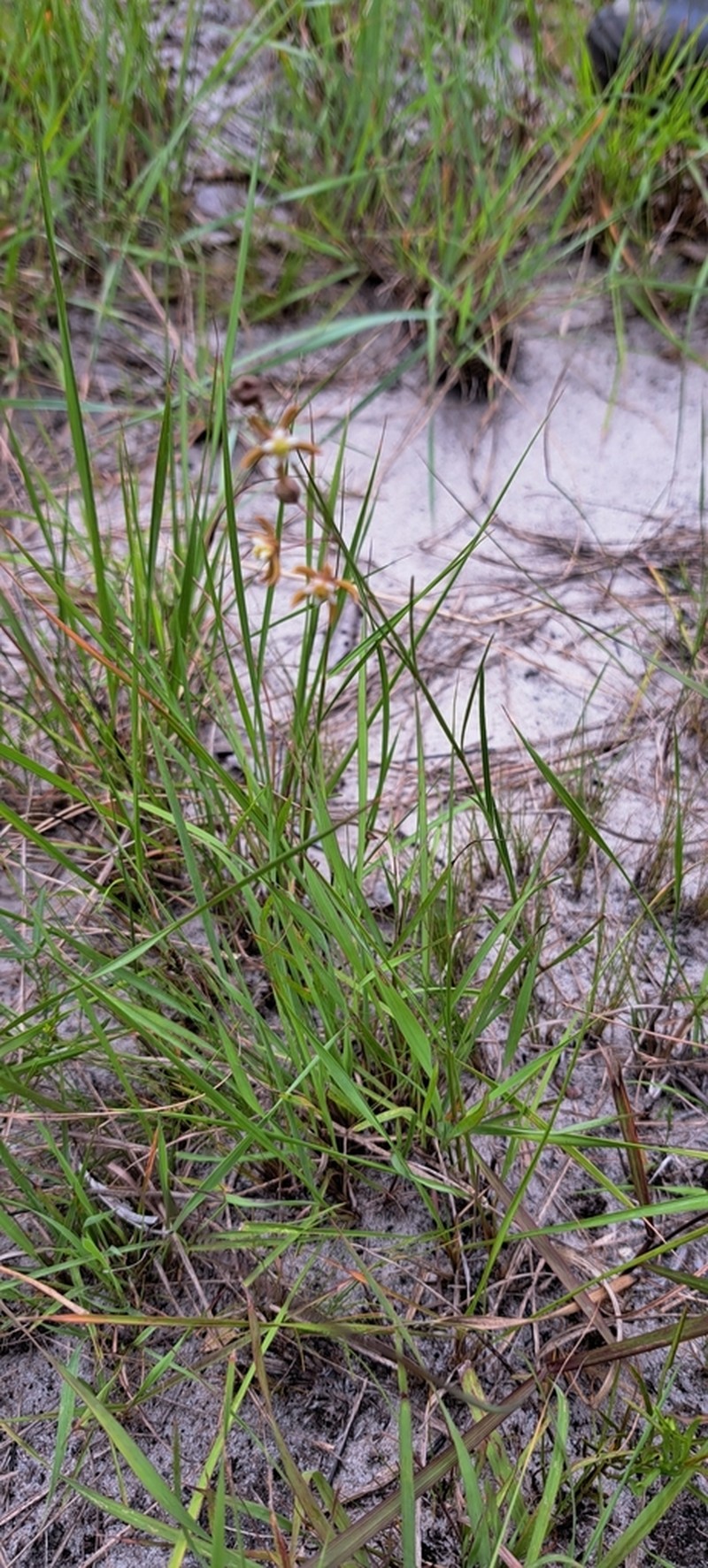 Aspidoglossum delagoense photo 4