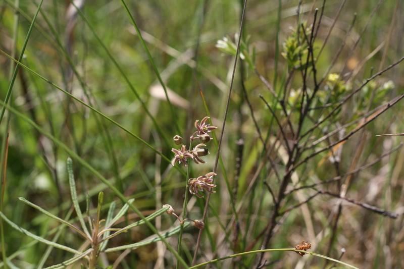 Aspidoglossum delagoense photo 5