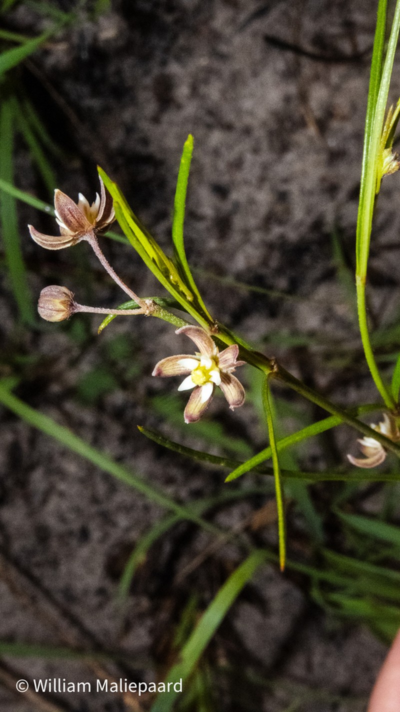 Aspidoglossum delagoense photo 6