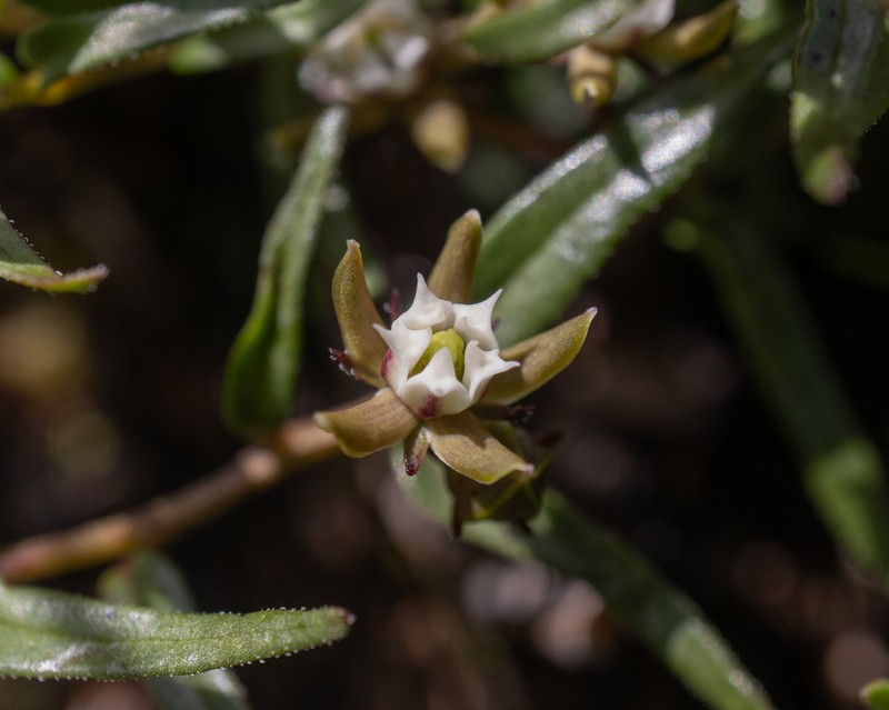 Aspidoglossum demissum
