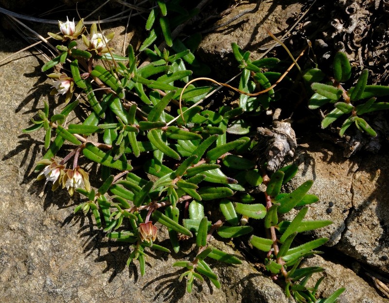 Aspidoglossum demissum photo 2