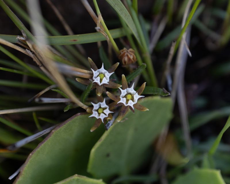 Aspidoglossum demissum photo 3