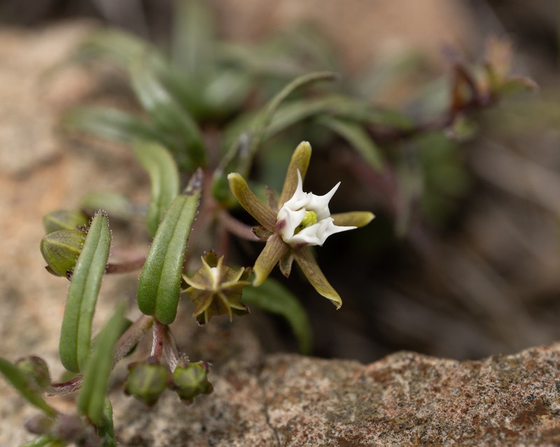 Aspidoglossum demissum photo 4