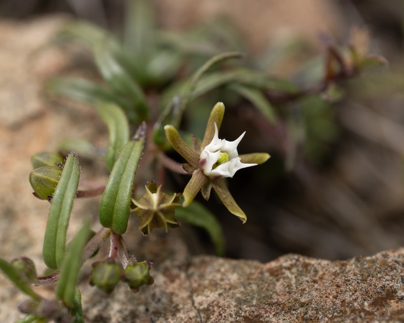 Aspidoglossum demissum photo 5