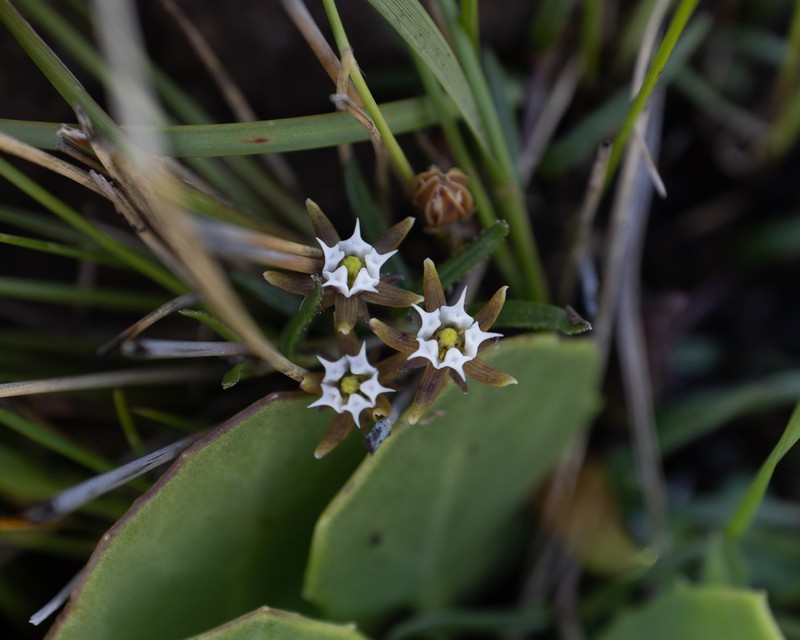 Aspidoglossum demissum photo 7