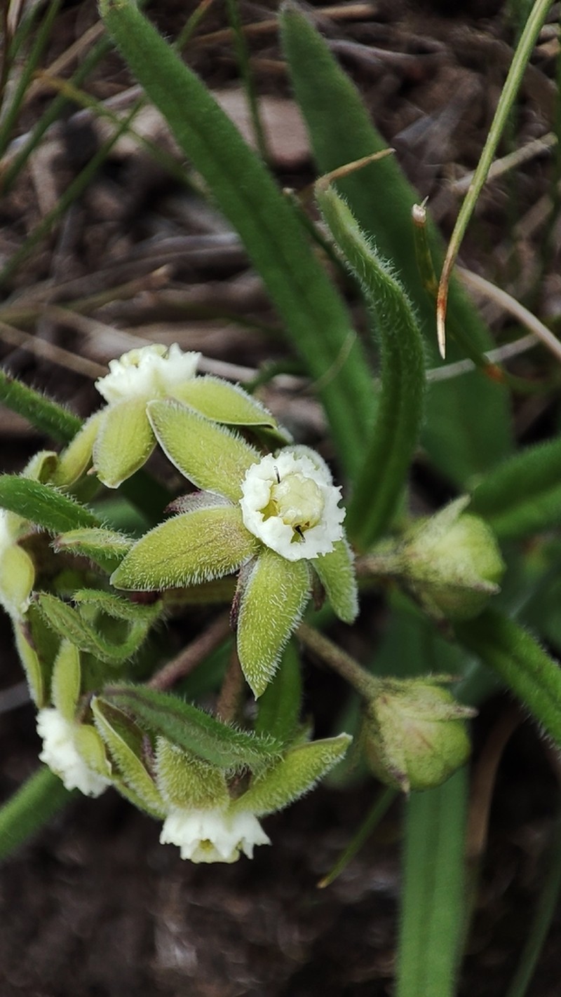 Aspidoglossum dissimile
