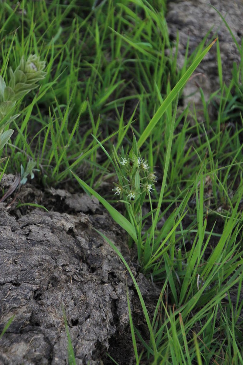 Aspidoglossum dissimile photo 6