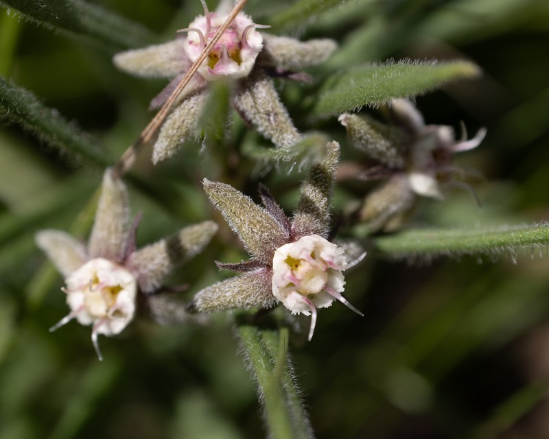 Aspidoglossum dissimile photo 8