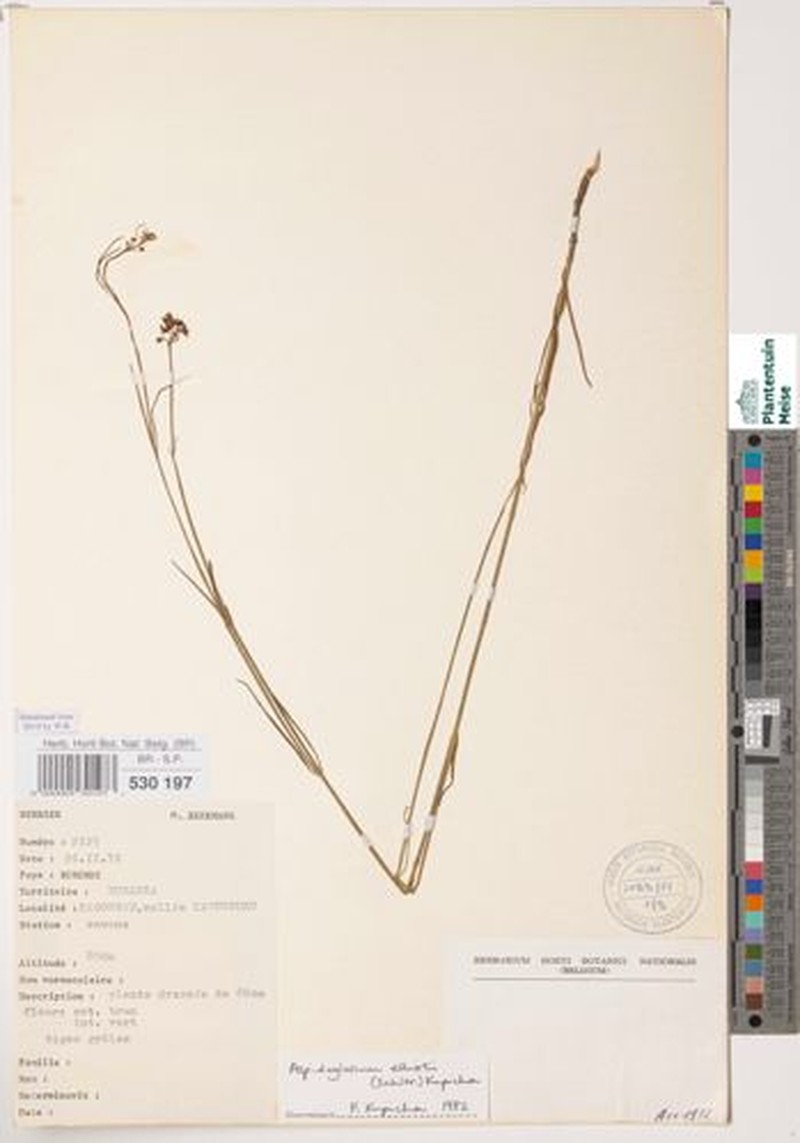 Aspidoglossum elliotii