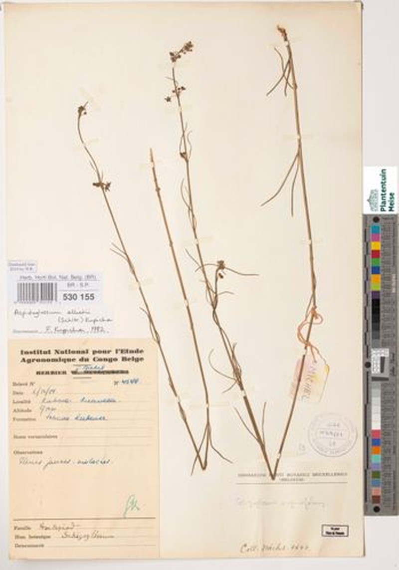 Aspidoglossum elliotii photo 2