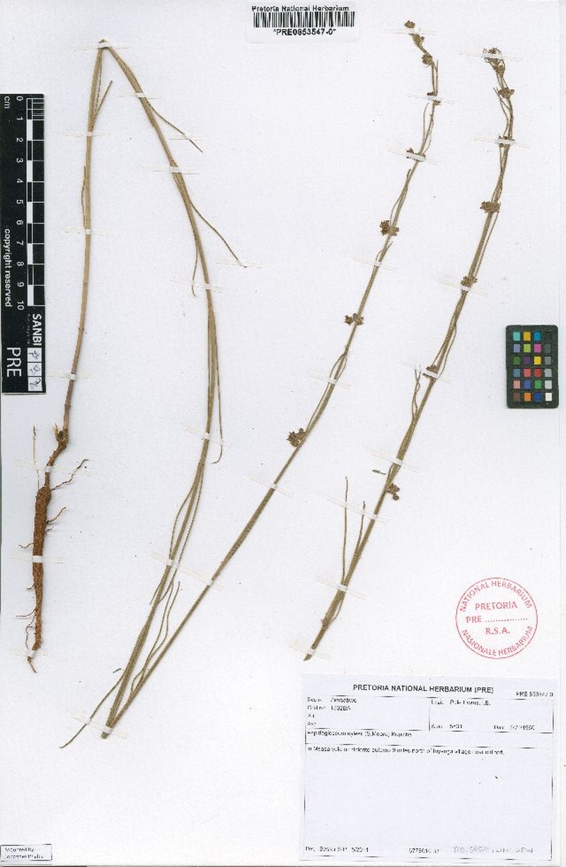 Aspidoglossum eylesii