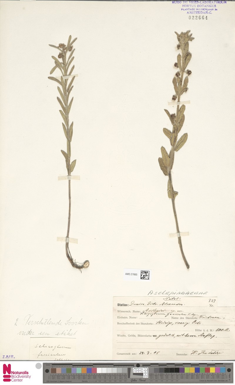 Aspidoglossum fasciculare