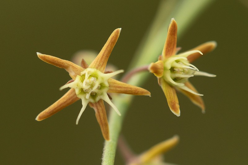 Aspidoglossum glabellum photo 2