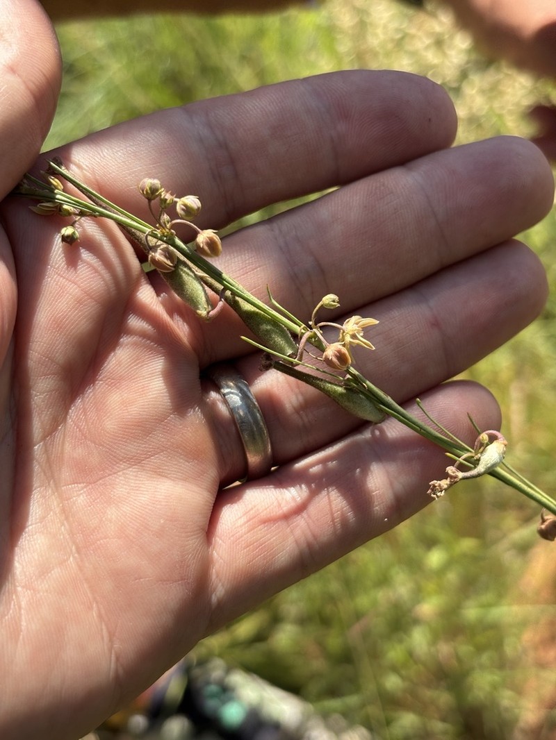 Aspidoglossum glabrescens