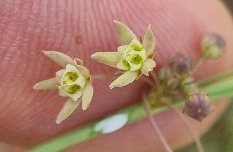 Aspidoglossum glabrescens photo 2
