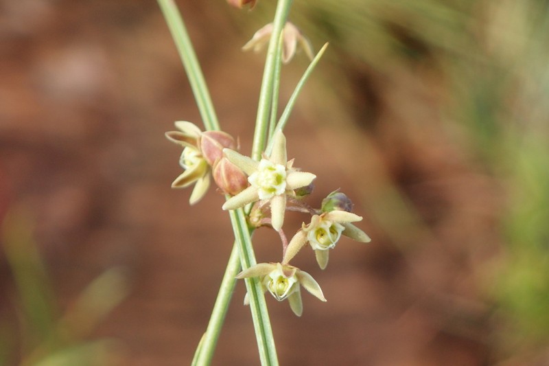Aspidoglossum glabrescens photo 3