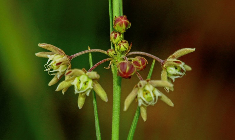 Aspidoglossum glabrescens photo 4