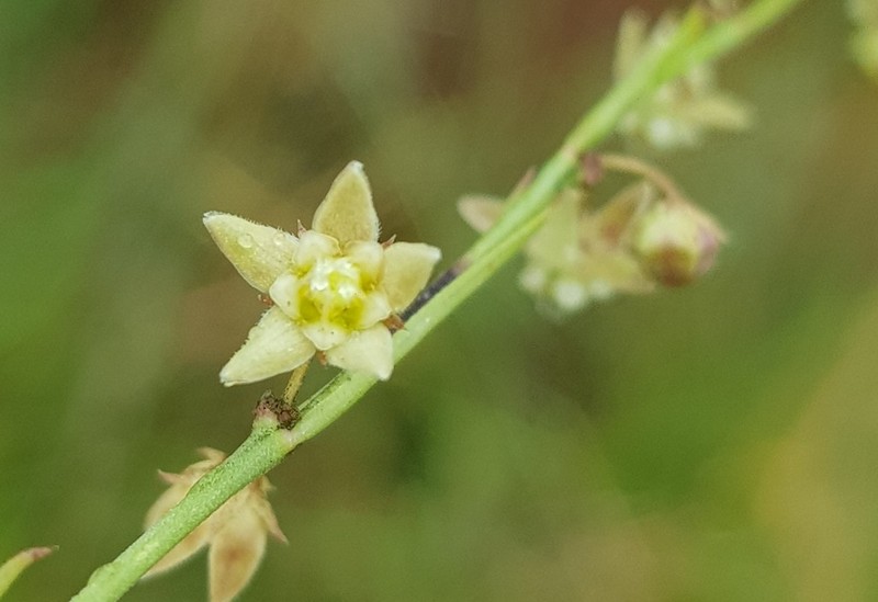 Aspidoglossum glabrescens photo 5
