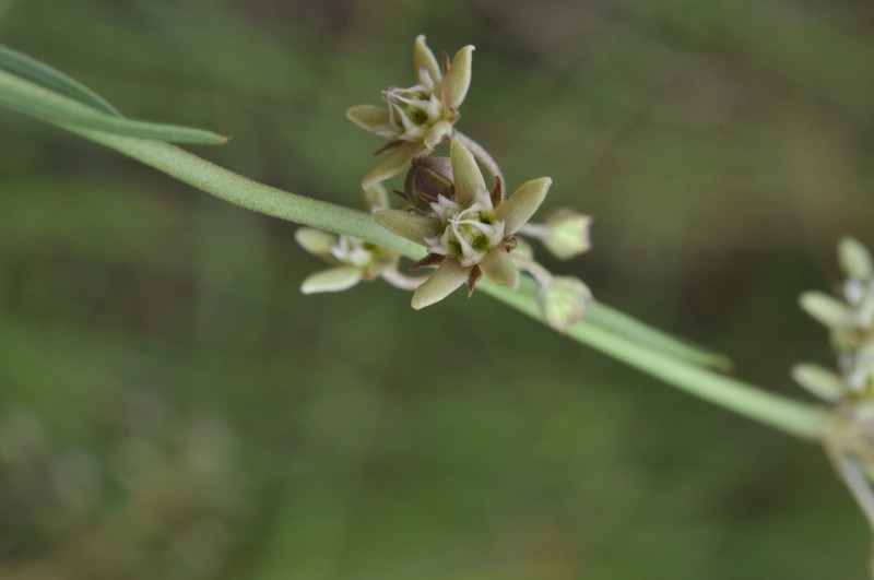 Aspidoglossum glabrescens photo 6