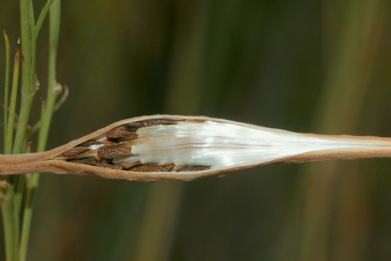 Aspidoglossum glabrescens photo 7