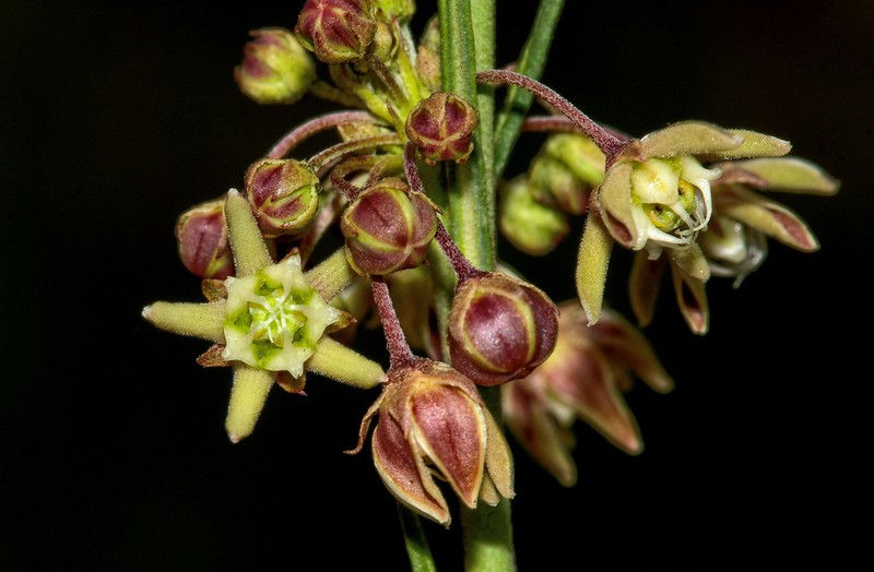 Aspidoglossum glabrescens photo 8