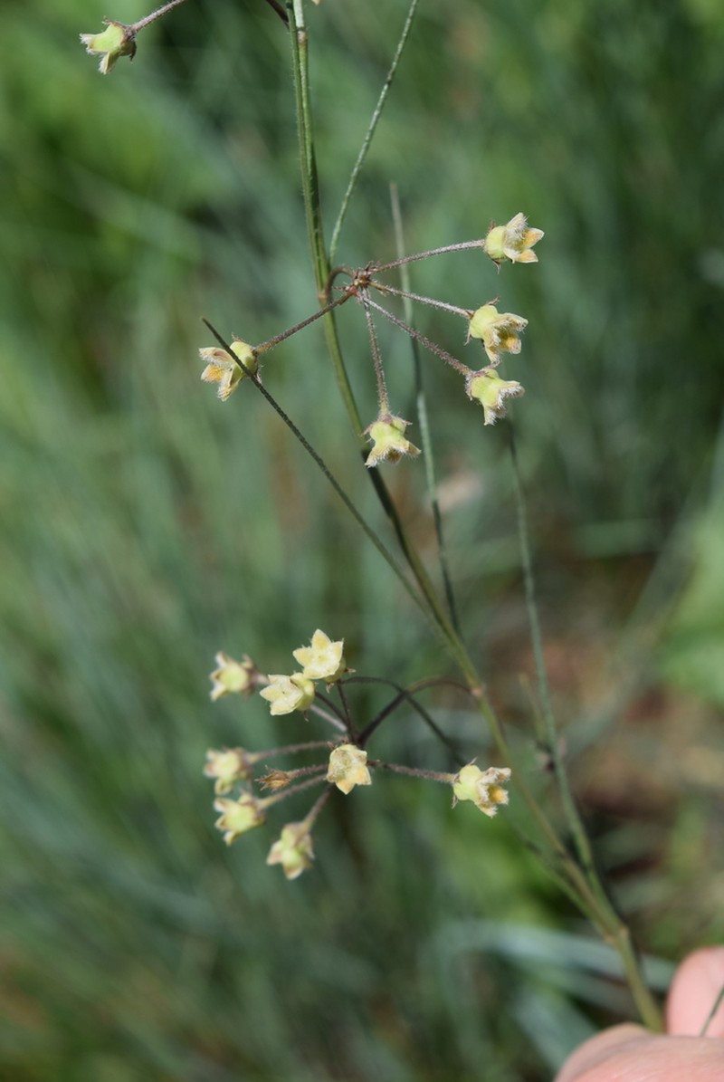 Aspidoglossum glanduliferum