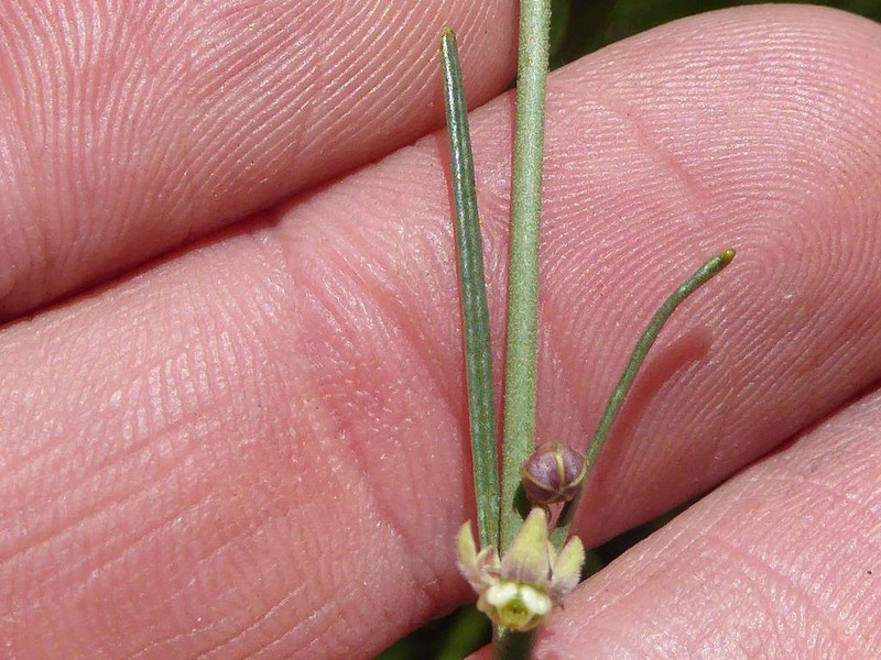 Aspidoglossum glanduliferum photo 2