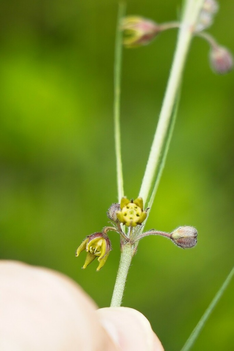 Aspidoglossum glanduliferum photo 3