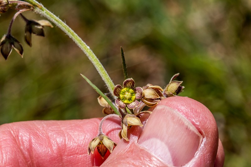Aspidoglossum glanduliferum photo 4