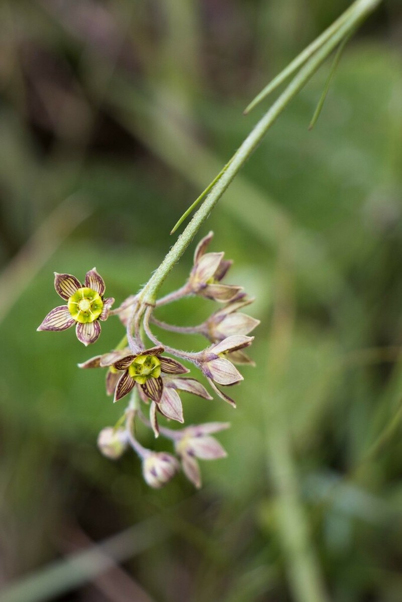 Aspidoglossum glanduliferum photo 5