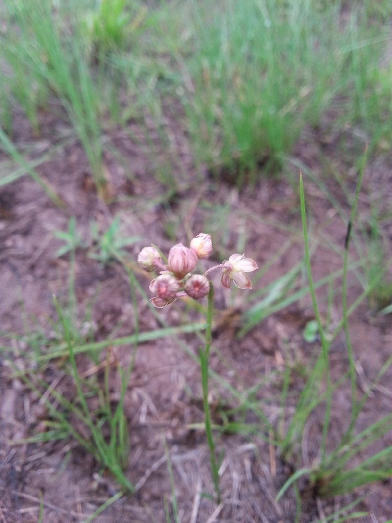 Aspidoglossum glanduliferum photo 6