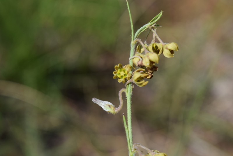 Aspidoglossum glanduliferum photo 7