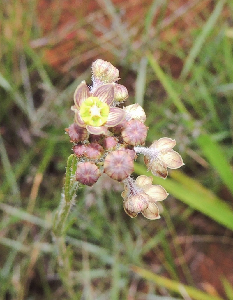 Aspidoglossum glanduliferum photo 8