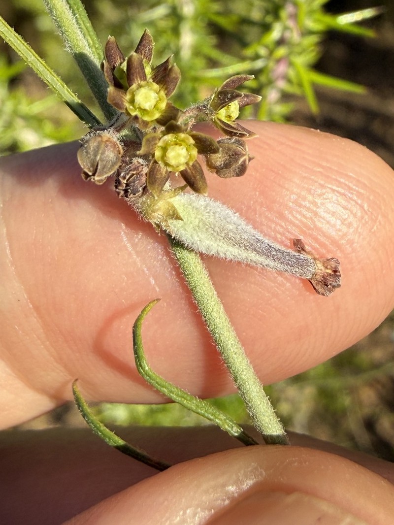 Aspidoglossum gracile