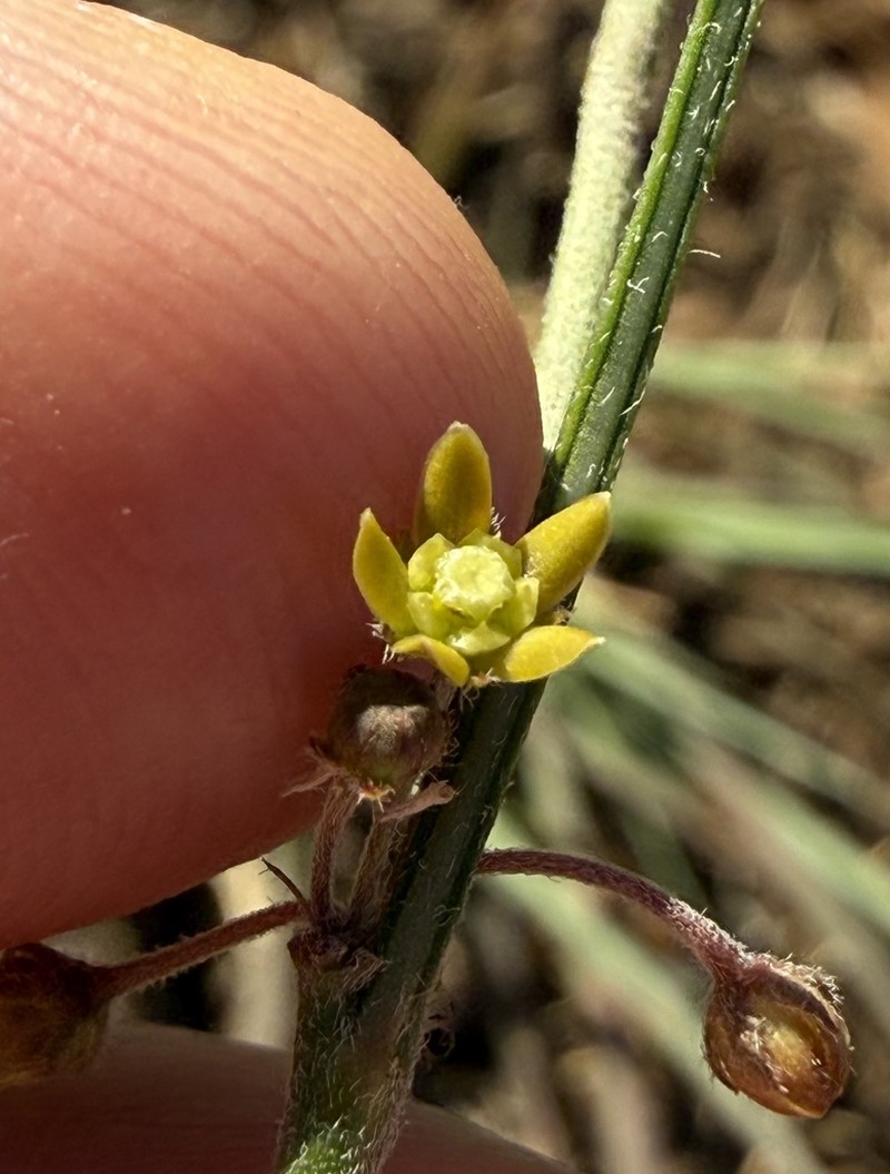 Aspidoglossum gracile photo 2