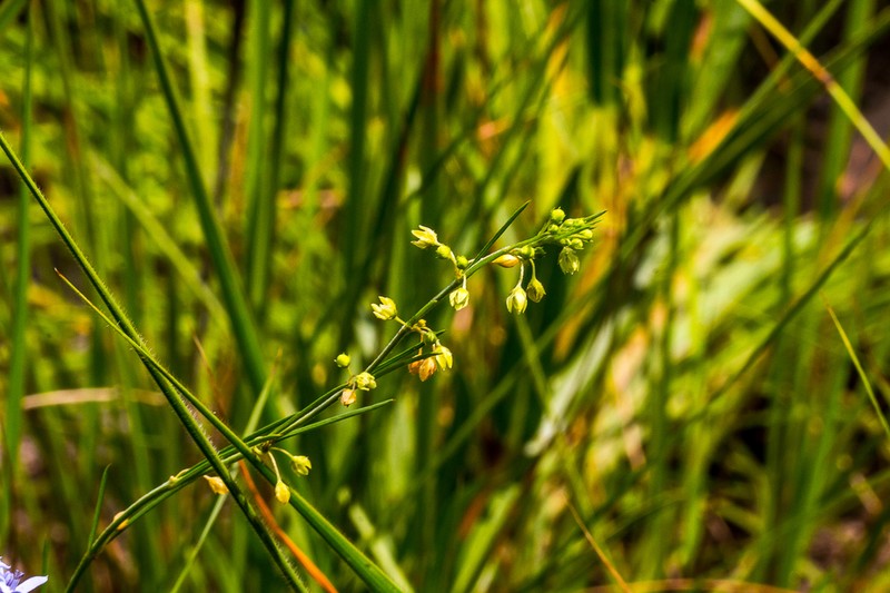 Aspidoglossum gracile photo 3