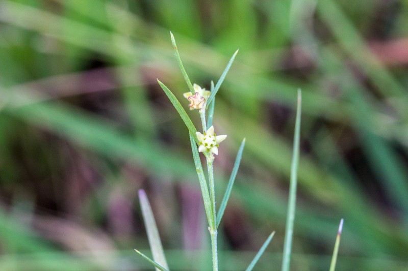 Aspidoglossum gracile photo 4