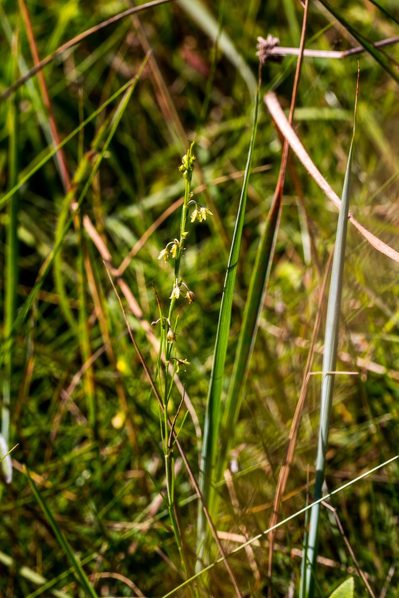 Aspidoglossum gracile photo 5