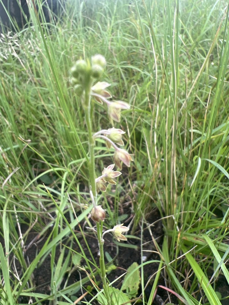 Aspidoglossum gracile photo 6