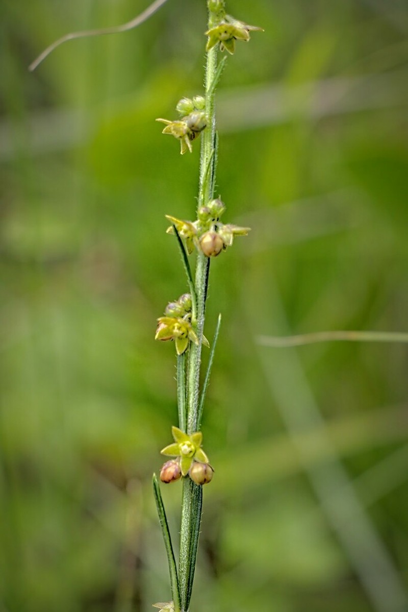 Aspidoglossum gracile photo 7