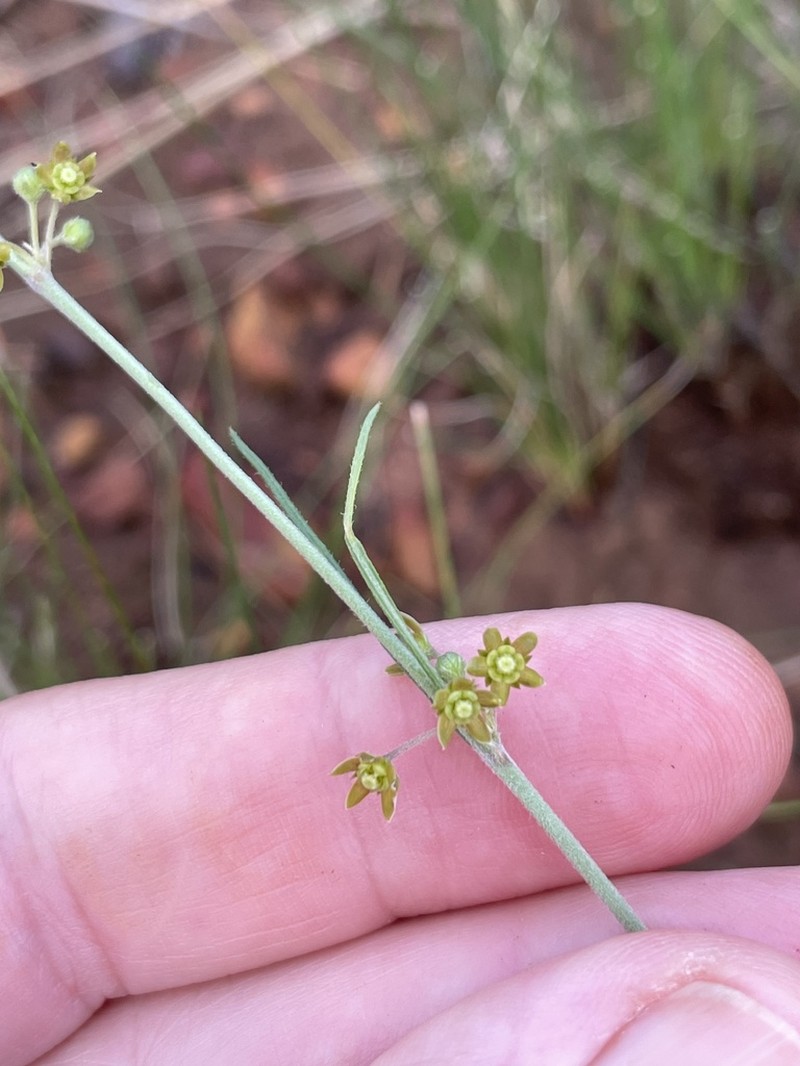 Aspidoglossum gracile photo 8