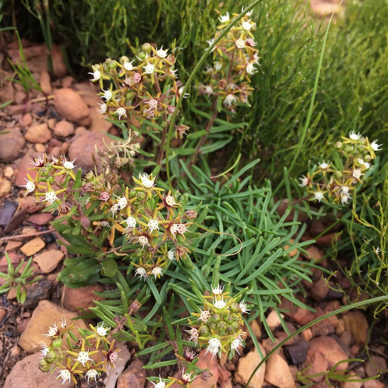 Aspidoglossum heterophyllum photo 2