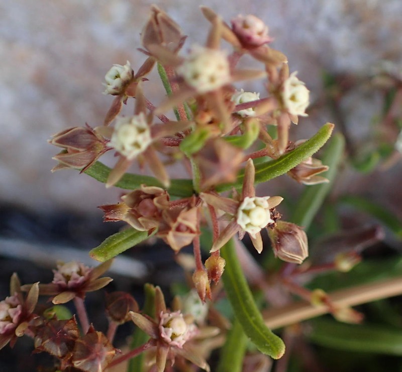 Aspidoglossum heterophyllum photo 3