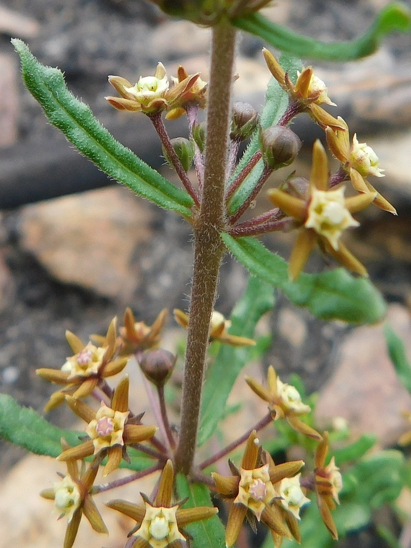Aspidoglossum heterophyllum photo 4