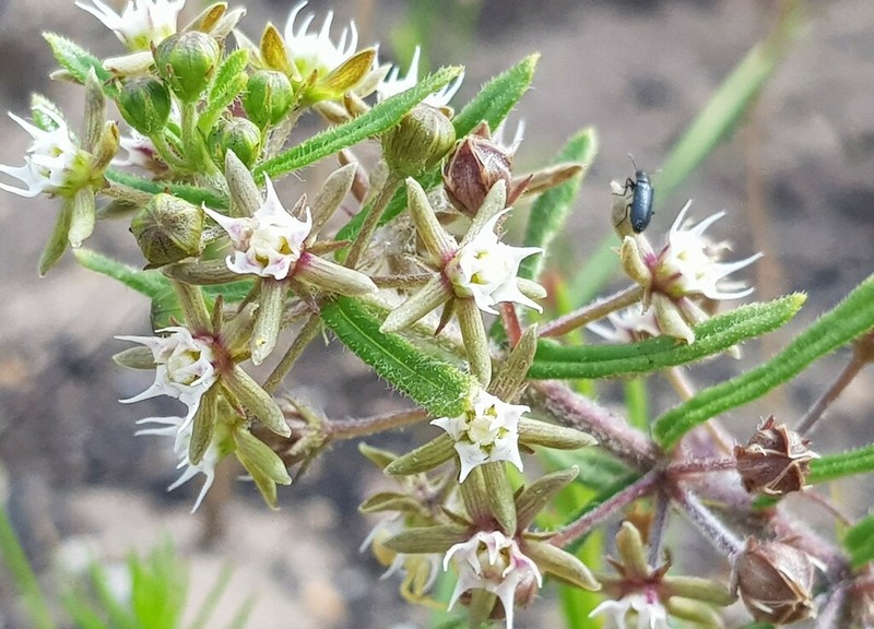 Aspidoglossum heterophyllum photo 5