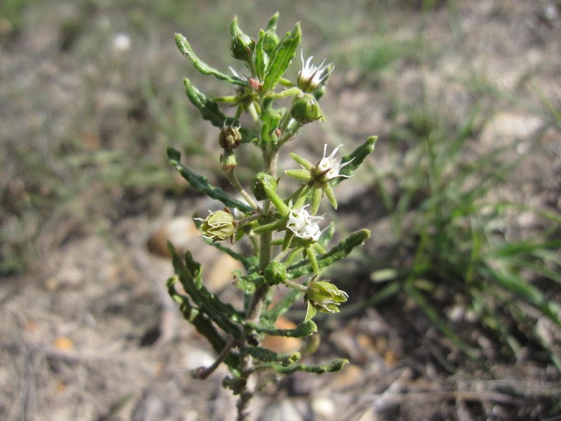 Aspidoglossum heterophyllum photo 6