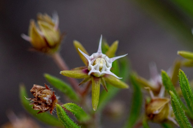 Aspidoglossum heterophyllum photo 7