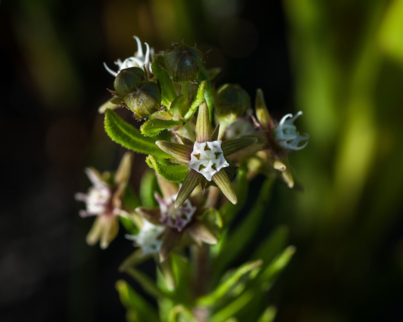 Aspidoglossum heterophyllum photo 8